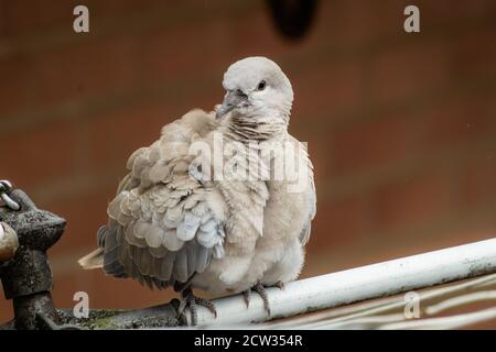 Halsbandtaube thront. Stockfoto