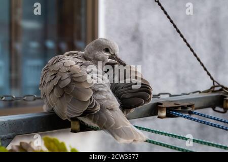 Halsbandtaube thront. Stockfoto