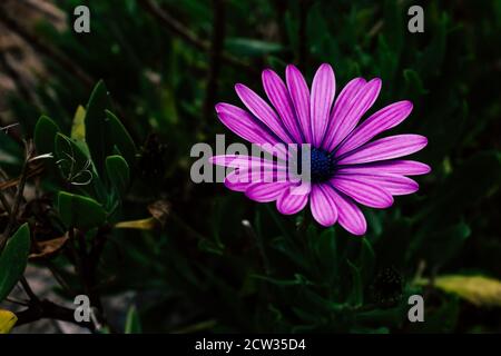 Zwischen den grünen Blättern wächst eine ziemlich tiefviolette Blume. Stockfoto