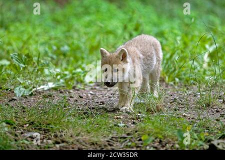 Arktischer Wolf, canis lupus undrarum, Pup Stockfoto