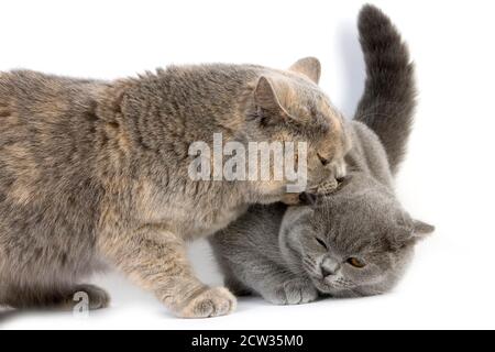 Blau Creme Britisch Kurzhaar-Hauskatze, Weibchen beißen eine blaue Britisch Kurzhaar Kätzchen vor weißem Hintergrund Stockfoto