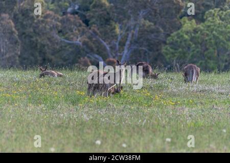 Kängurus im Fahrerlager von Gresford in der Hunter Region von NSW, Australien Stockfoto