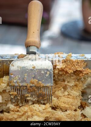 Spezielles Bienenzuchtwerkzeug - Gabel zum Abschließen der Wabe. Nahaufnahme. Bienenzuchtkonzept. Stockfoto