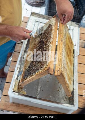 Imker Abschließen Wabe mit speziellen Bienenzuchtgabel. Nahaufnahme. Beeekeeping-Konzept. Stockfoto