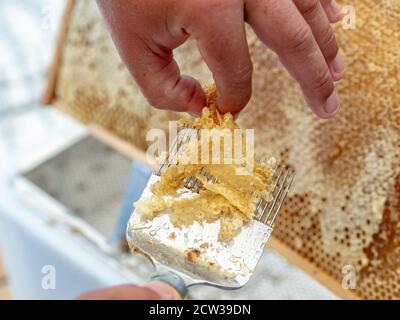 Imker Abschließen Wabe mit speziellen Bienenzuchtgabel. Nahaufnahme. Beeekeeping-Konzept. Stockfoto