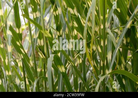 Zebragras Miscanthus sinensis Zebrinus hohes elegantes Ziergras Stockfoto