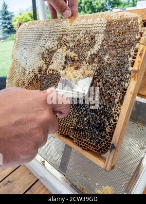 Imker Abschließen Wabe mit speziellen Bienenzuchtgabel. Beeekeeping-Konzept. Stockfoto