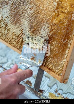 Imker Abschließen Wabe mit speziellen Bienenzuchtgabel. Nahaufnahme. Beeekeeping-Konzept. Stockfoto