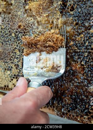 Imker Abschließen Wabe mit speziellen Bienenzuchtgabel. Nahaufnahme. Beeekeeping-Konzept. Stockfoto