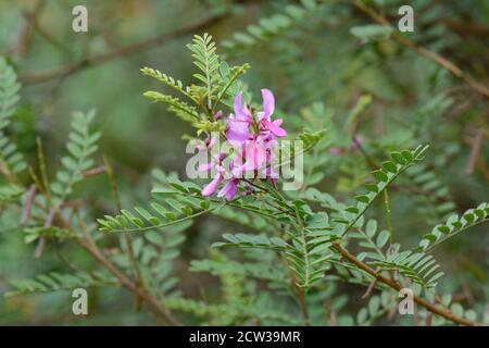 Blume des Indigofera heterantha Strauch Himalayan Indigo Stockfoto