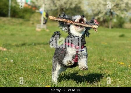 Ein Bild des glücklichen erwachsenen Mischlingshudes von Pudel und Shi Tzu, der mit einem Holzstock im Mund auf der Wiese läuft. Stockfoto