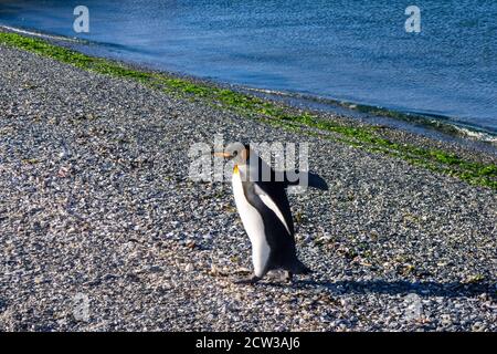 Ein glücklicher König Pinguin zu Fuß Stockfoto