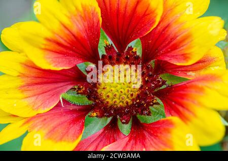 Nahaufnahme einer gaillardia Blume mit leuchtendem Rot Und gelbe Farben Stockfoto