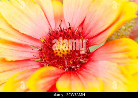 Nahaufnahme einer gaillardia Blume mit leuchtendem Rot Und gelbe Farben Stockfoto