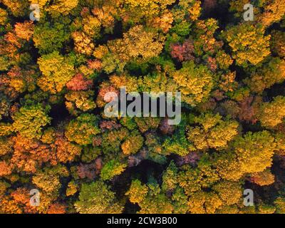 Bunter Wald von oben, Herbstfarben Blätter auf Bäumen im Park. Stockfoto