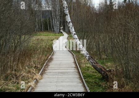 Das Bild aus dem Schutzgebiet in der Tschechischen Republik, genannt "Chalupská slať" (Hüttenmoor) bei Šumava. Die Holzwege führen über die Torfmoore. Stockfoto