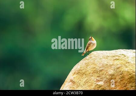 Ein kleiner Rotkehlchen-Flycatcher steht auf dem Stein isoliert auf verschwommenem grünen Wald im Hintergrund. Khao Yai Nationalpark, Thailand. Stockfoto