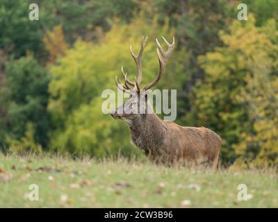 Rothirsch Hirsch Porträt im Herbst Stockfoto