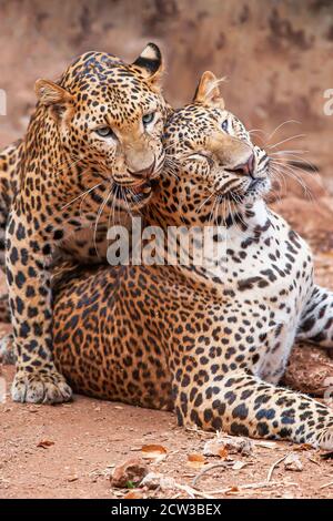Paar Indochinese Leopard Pflege als Spiel auf schmutzigen Boden, blaue Augen Blick auf die Kamera. Stockfoto