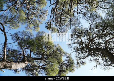 Kiefernwald an der Adriaküste in Kroatien Stockfoto