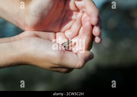 ROMEDALEN, NORWEGEN - 2014. JULI 21. Babyfrosch in menschlicher Hand. Kleine Amphibien. Stockfoto