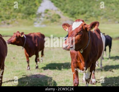 ROMEDALEN, NORWEGEN - 2014. JULI 21. Nahaufnahme einer Gruppe von Kühen. Stockfoto