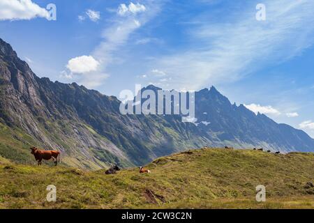 ROMEDALEN, NORWEGEN - 2014. JULI 21. Großes Bergtal mit Kühen grasen auf dem grünen Gras. Stockfoto