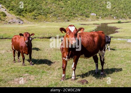 ROMEDALEN, NORWEGEN - 2014. JULI 21. Kühe grasen auf der norwegischen Natur am Fluss. Stockfoto