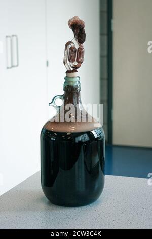 Große Glasflasche mit Traubenmost und Fermentationsröhrchen. Herstellung von Rotwein zu Hause. Stockfoto