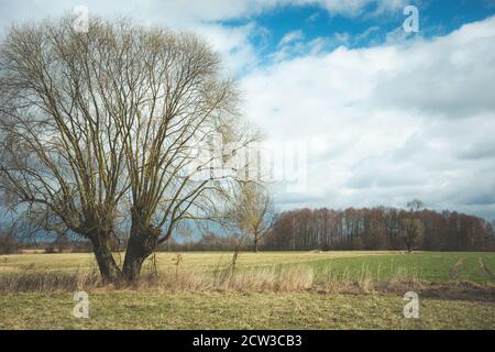 Große Weide ohne Blätter auf der Wiese Stockfoto