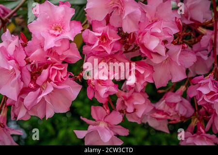 Blühende rosa Oleander Blumen oder Nerium im Garten. Selektiver Fokus. Die besten zarten Sommerblumen . Stockfoto