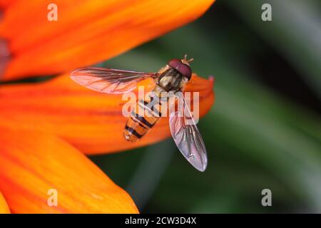 Orangefarbener und schwarz gestreifter Rüde Marmalade Hoverfly, Episyrphus balteatus, auf orangefarbenem Blütenblatt, Blick von oben, Nahaufnahme, verschwommener grüner Hintergrund Stockfoto