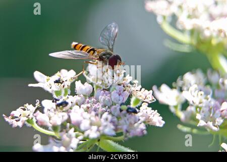 Orangefarbene und schwarz gebänderte Marmalade-Schwebefliege, Episyrphus balteatus, auf weißen Hogweed-Blüten, Männchen, Nahaufnahme, Sonnenlicht auf grünem Hintergrund Stockfoto