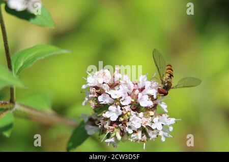 Orangefarbener und schwarz gestreifter Rüde Marmalade Hoverfly, Episyrphus balteatus, auf weißen Blüten, Nahaufnahme, auf grünem diffusem Hintergrund Stockfoto