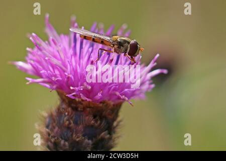 Orangefarben und schwarz gestreifte männliche Marmalade-Schwebefliege, Episyrphus balteatus, auf einer violetten Distelblüte, Nahaufnahme, Seitenansicht auf diffusem Hintergrund Stockfoto