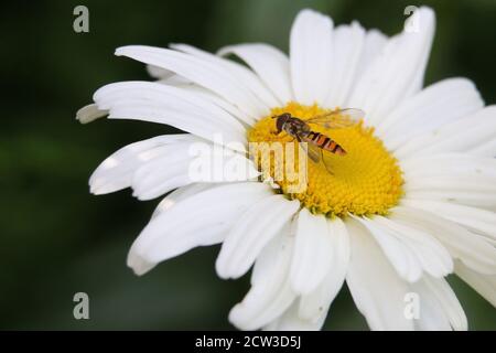 Orange und schwarz gestreifte weibliche Marmalade Hoverfly, Episyrphus balteatus, bestäubt eine weiße Shasta Gänseblümchen Blume, Nahaufnahme, Seitenansicht Stockfoto