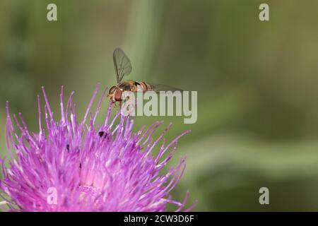 Orangefarbene und schwarz gestreifte Marmalade Hoverfly, Episyrphus balteatus, auf einer violetten Distelblüte mit offenen Flügeln, Nahaufnahme, verschwommener grüner Hintergrund Stockfoto