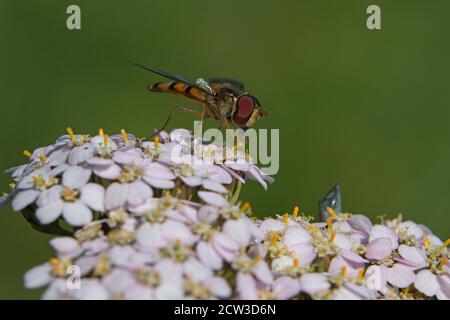 Orangefarbener und schwarz gebänderter Rüde Marmalade-Schwebefliege, Episyrphus balteatus, auf weißen Grasblüten, Nahaufnahme, Seitenansicht auf grünem Hintergrund Stockfoto