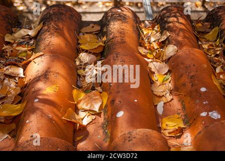 Hintergrund des Details der Herbstblätter auf Tonfliesen Stockfoto