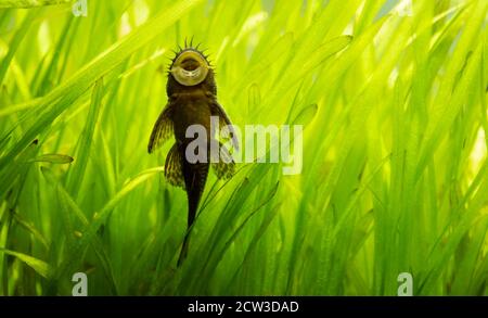 Ancistrus species longfin Bushymouth Welse auf Aquarienglas Stockfoto