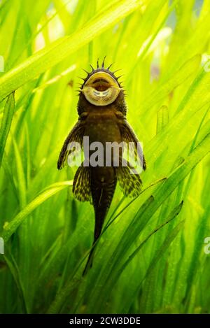 Ancistrus species longfin Bushymouth Welse auf Aquarienglas Stockfoto