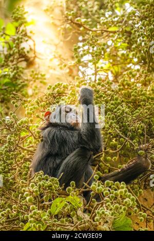 Ein kleiner gewöhnlicher Schimpanse (Pan troglodytes schweinfurtii), der in einem Baum sitzt und in schönem Licht isst, Kibale Forest National Park, Rwenzori Mountai Stockfoto