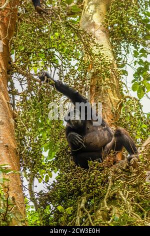 Gewöhnlicher Schimpanse (Pan troglodytes schweinfurtii) sitzt in einem Baum, der nach Nahrung greift, Kibale Forest National Park, Rwenzori Mountains, Uganda. Stockfoto