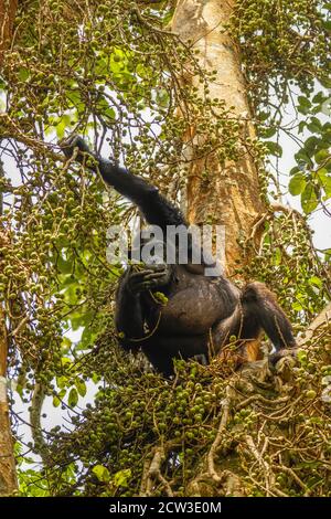 Gewöhnlicher Schimpanse (Pan troglodytes schweinfurtii) sitzt in einem Baum, der nach Nahrung greift, Kibale Forest National Park, Rwenzori Mountains, Uganda. Stockfoto