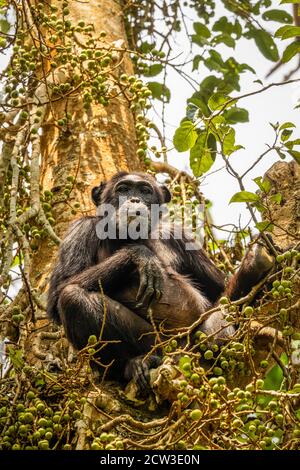 Gewöhnlicher Schimpanse (Pan troglodytes schweinfurtii), der in einem Baum sitzt und die Kamera anschaut, Kibale Forest National Park, Rwenzori Mountains, Uganda. Stockfoto