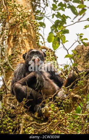 Gewöhnlicher Schimpanse (Pan troglodytes schweinfurtii), der in einem Baum sitzt, der seine Zunge zeigt, Kibale Forest National Park, Rwenzori Mountains, Uganda. Stockfoto