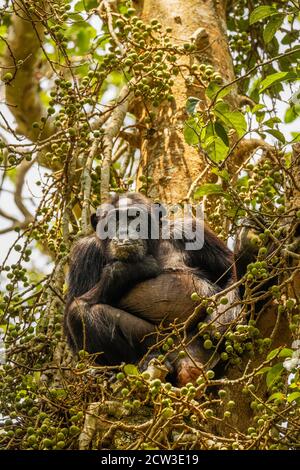 Gewöhnlicher Schimpanse (Pan troglodytes schweinfurtii), der in einem Baum sitzt und die Kamera anschaut, Kibale Forest National Park, Rwenzori Mountains, Uganda. Stockfoto