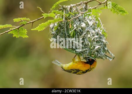 Afrikanischer südlicher maskierter Weber (Ploceus velatus), der ein grünes Grasnest baut. Gelbe Vögel mit schwarzem Kopf mit roten Augen, Kibale Forest National Park, Stockfoto