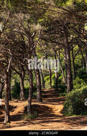 Der Küstenweg GR92, der durch Pinienwald bei Lloret de Mar an der Costa Brava, Spanien, führt Stockfoto