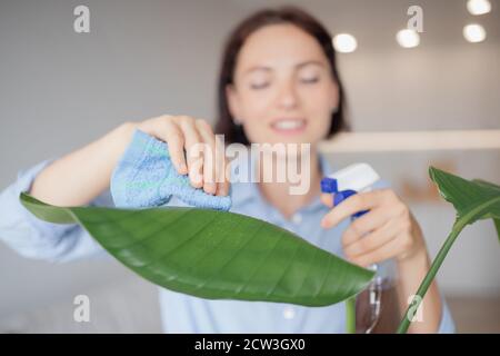 Pflege für Zimmerpflanzen. Nahaufnahme Frauen Hand reinigen Staub von Blättern mit nassen Baumwolllappen Stockfoto